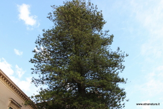 Araucaria villetta Caduti